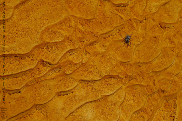 Spider on Mineral Deposits