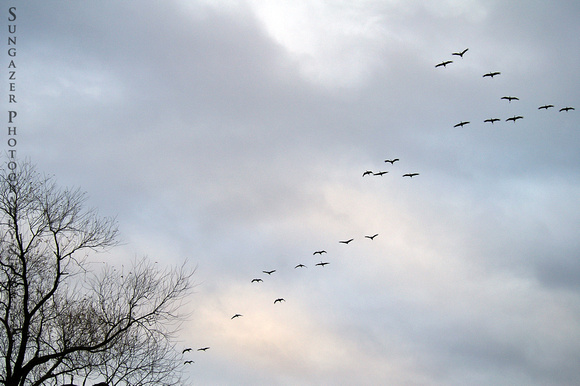 Cranes in an Autumn Sky