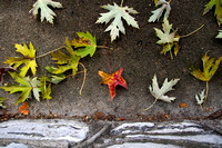 Stone and Leaves