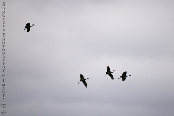 Four Cranes Aloft