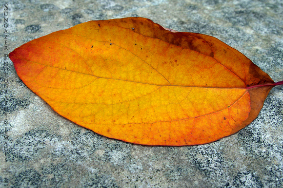 Broad Yellow Leaf