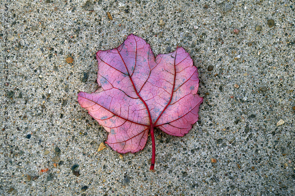 The Pink Leaf