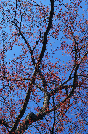 Springtime Maple