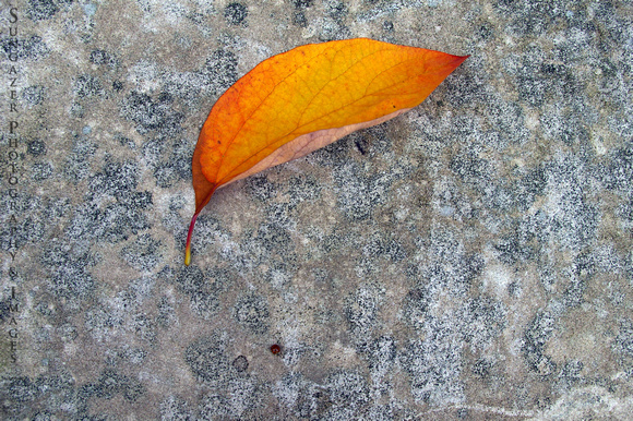 Leaf on Pavement