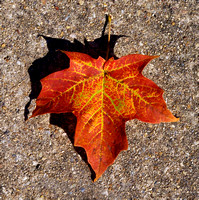 Maple Leaf with Orange, Yellow and Green
