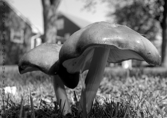 Mushrooms Up Close
