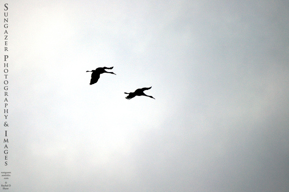 Monogamous Cranes