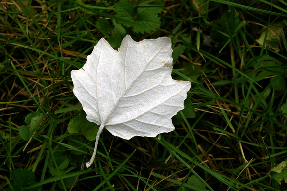 The White Leaf
