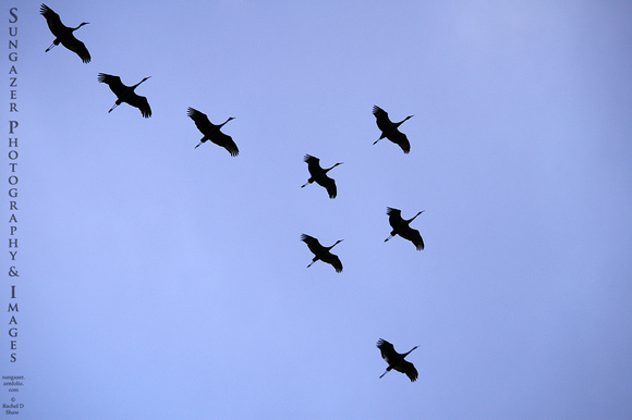 Seven Cranes