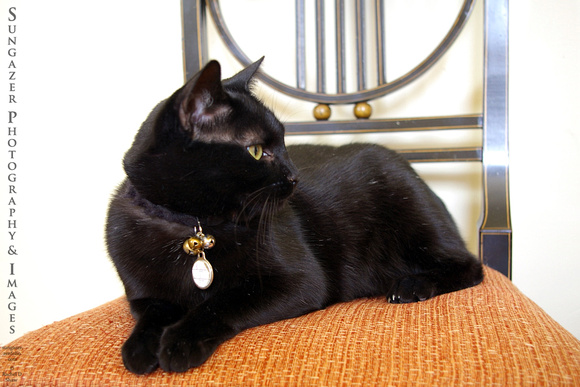 Black Cat Orange Chair