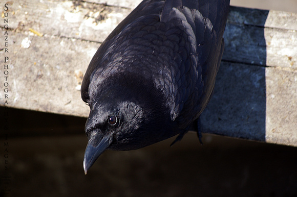 Crow Stare