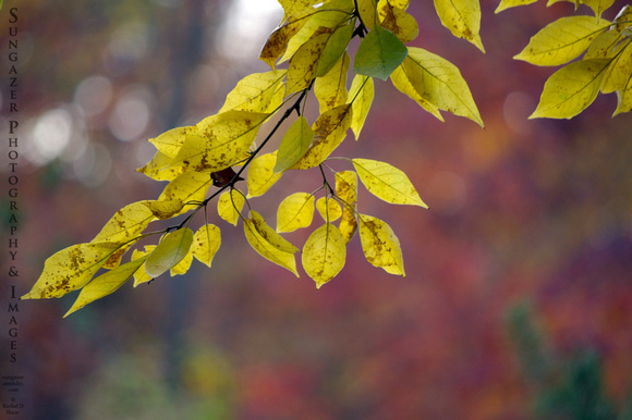 Yellow Fall Leaves
