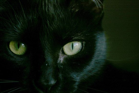 black cat eyes. Technorati Tags: lack cat,