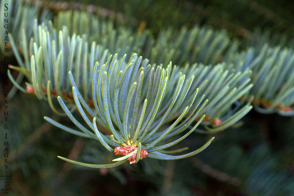 Spruce Needles