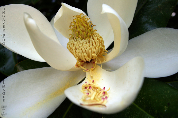 Sprawling Magnolia