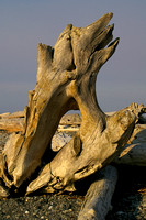 Dungeness Driftwood