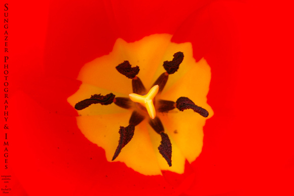 Intense Tulip