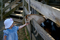 Feeding the Goats