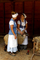 Sheep Shearers