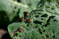 Hungry Beetles