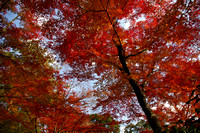 Japanese Autumn Maples