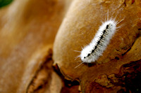 Caterpillar on Tree Fungus