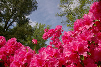 Rhododendrons from Below