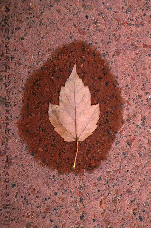 Leaf Halo