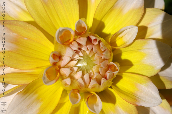 Yellow and White Bloom