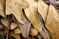 Water Oak Leaves