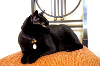 Black Cat Orange Chair