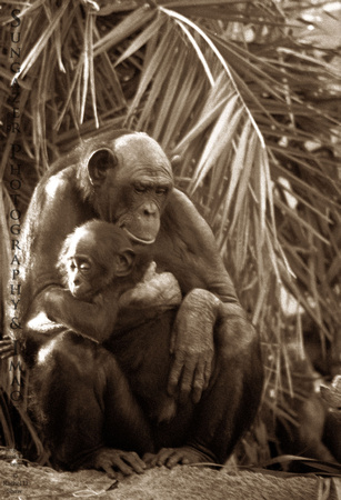 Bonobo Mother and Child