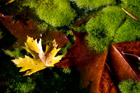 Leaves and Moss