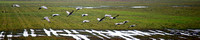 Cranes Landing - Panorama