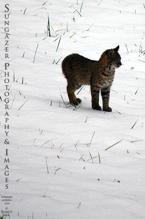Young Bobcat in the Snow