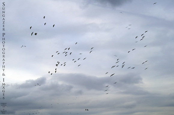 A Sky Full of Cranes