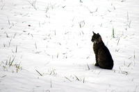 Bobcat Sitting in the Snow
