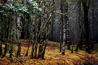 Corvallis Forest