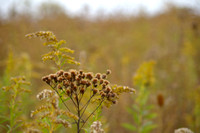 Autumn Ironweed