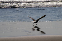 Gull Ascending