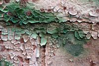 Peeling Paint 10 - Green on White on Brick