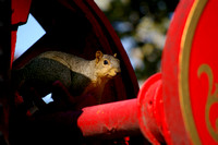 Fire Engine Squirrel 2