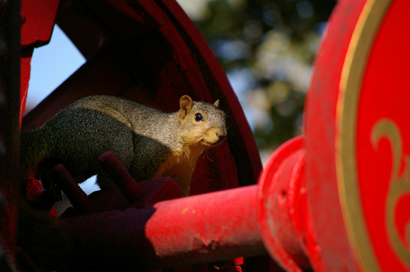 Fire Engine Squirrel 2