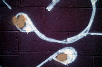 Sperm Wall