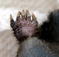 Mole Paw
