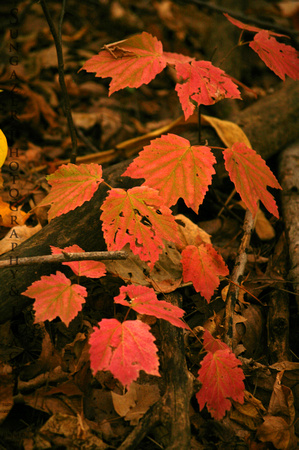 Autumnal Forest Floor
