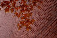 Orange Leaves against the Brick
