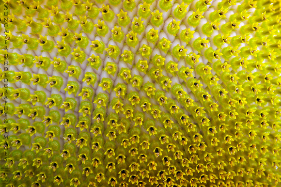 Sunflower Abstract