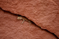Lizard in a Crack